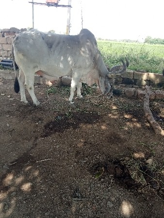 બળદ વેસવાનાસે દર પાસ