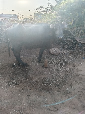 થંબનેલ 2