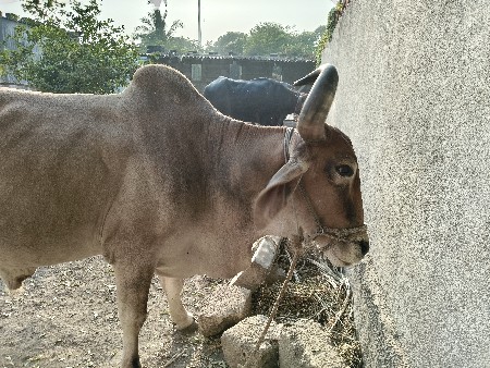 થંબનેલ 3