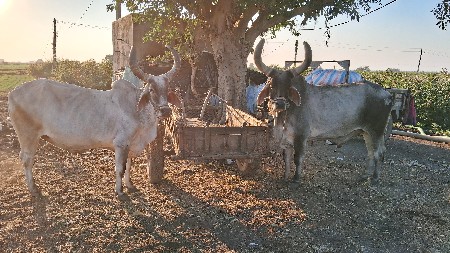 બળદ વેચવાના છે
