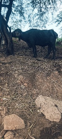 પાડો વેસવાનોછે