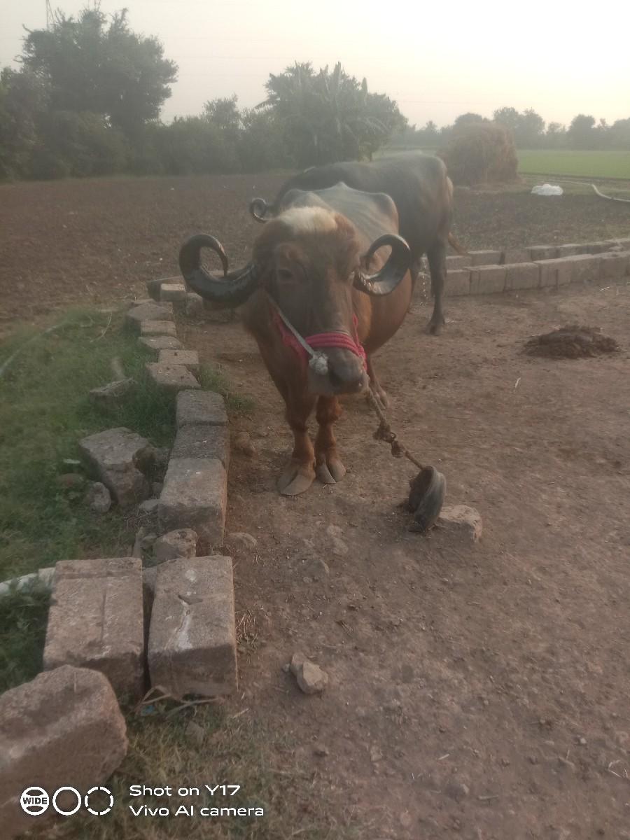 थंबनेल 3