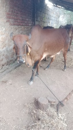 थंबनेल 2