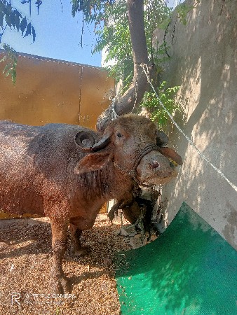 થંબનેલ 2