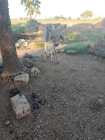 ગોઢલા વેચવાના છે