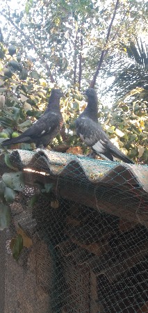 કબુતર વેચવા છે