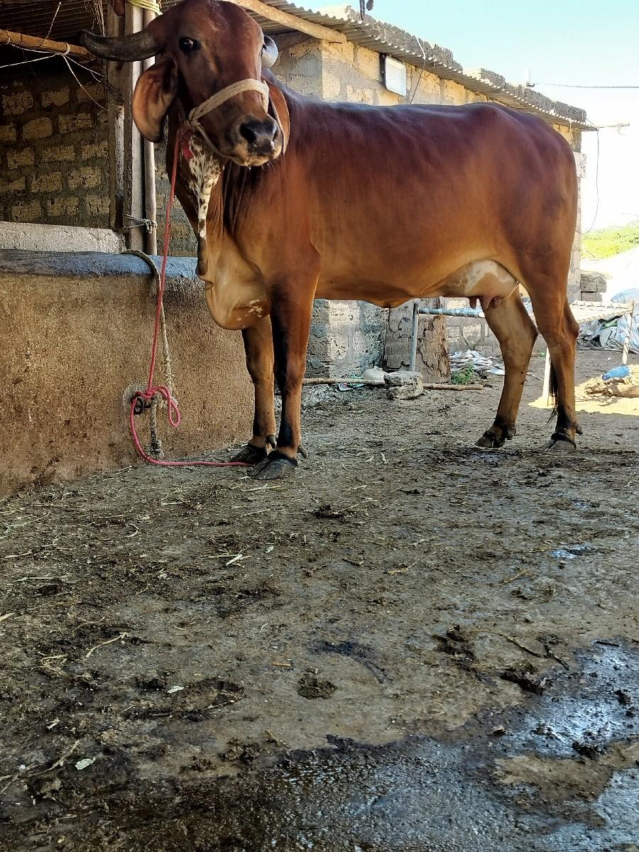 थंबनेल 3