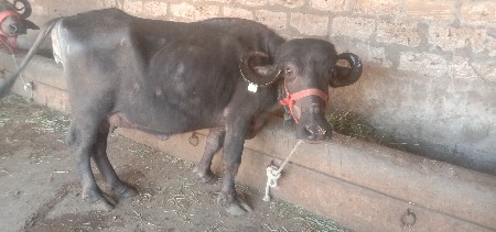 थंबनेल 4