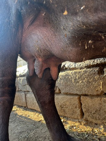 વૅસવા ની છૅ