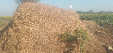 માડવી નો ભુકો