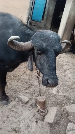 આ ભેંસ વેચવાની છે 20 દિવસ કાચી છે