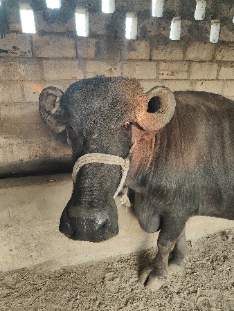 થંબનેલ 3