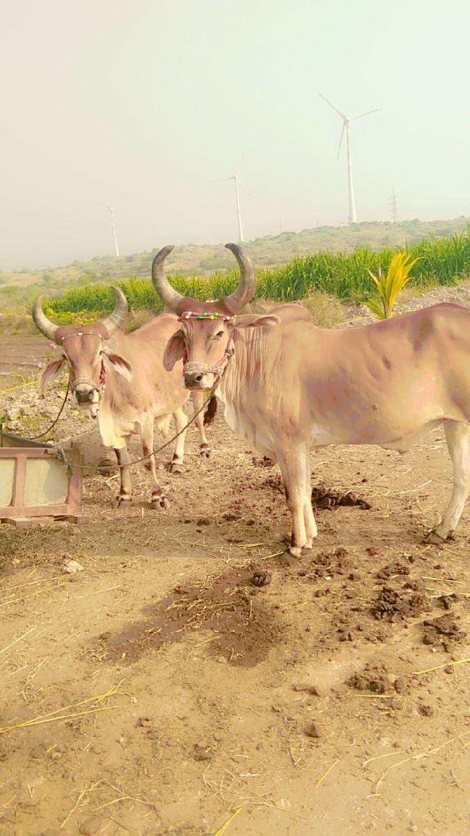 આ ગોઢલા બેસવા ના છૅ