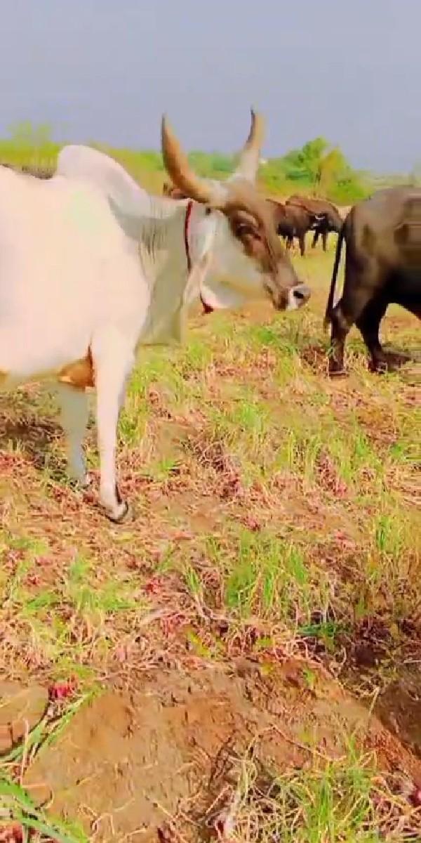 ગાય વેચવાની છે