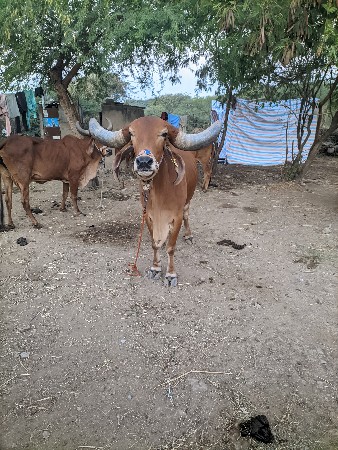 વેચવાની  છે