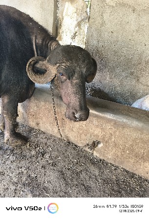 ખડેલી આપવાની છે