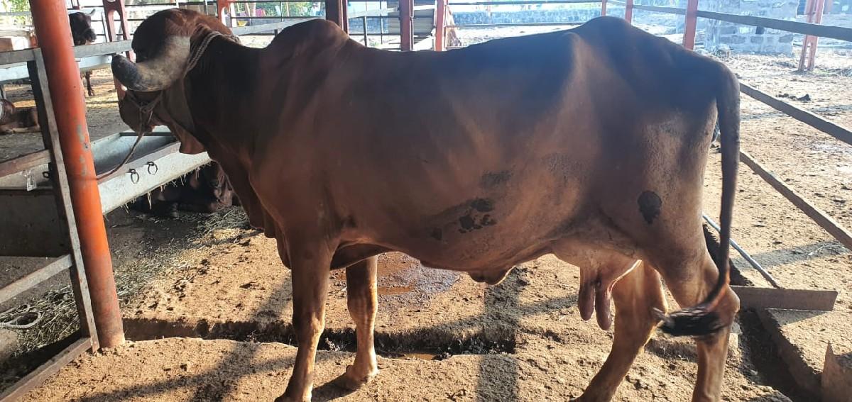 ગીર ગાય વેંચવાની છે.