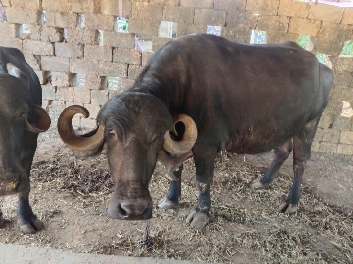 ગોવિંદ ભાઈ. 98750 61811