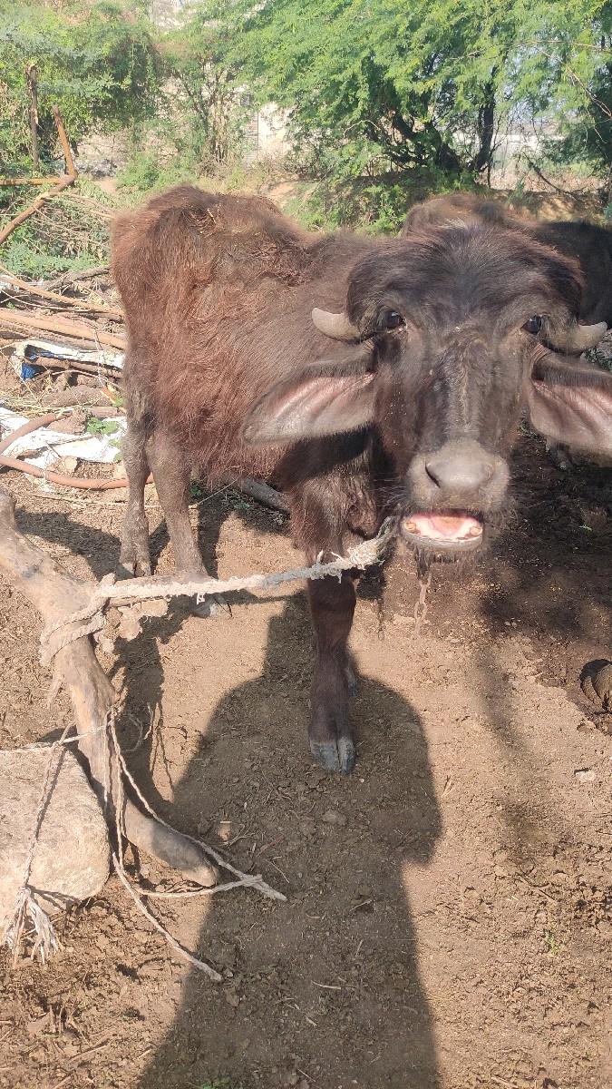 થંબનેલ 2