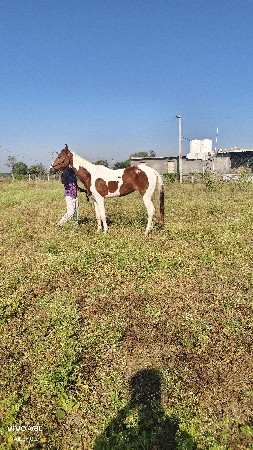 ઘોડી વેચવાની છે સાટુ કરવાનું છે