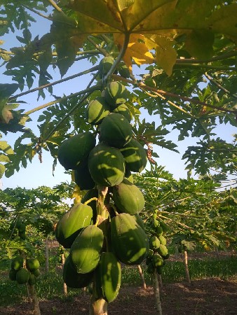 કાચા પોપીય પાકા પોપયા