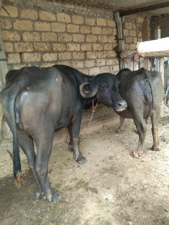 थंबनेल 2