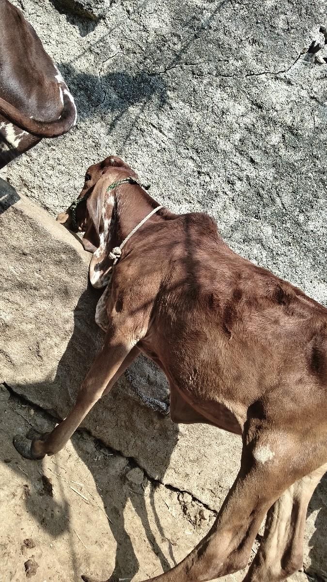 थंबनेल 3