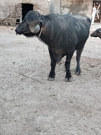 થંબનેલ 3