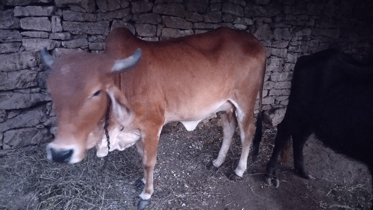 ગાય વેચવાની છે