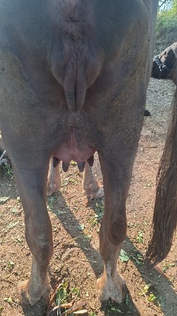 ભેંસ વેચવાની છે