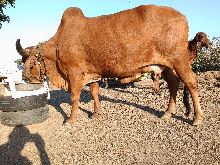 ગાય વેચવા ની છે