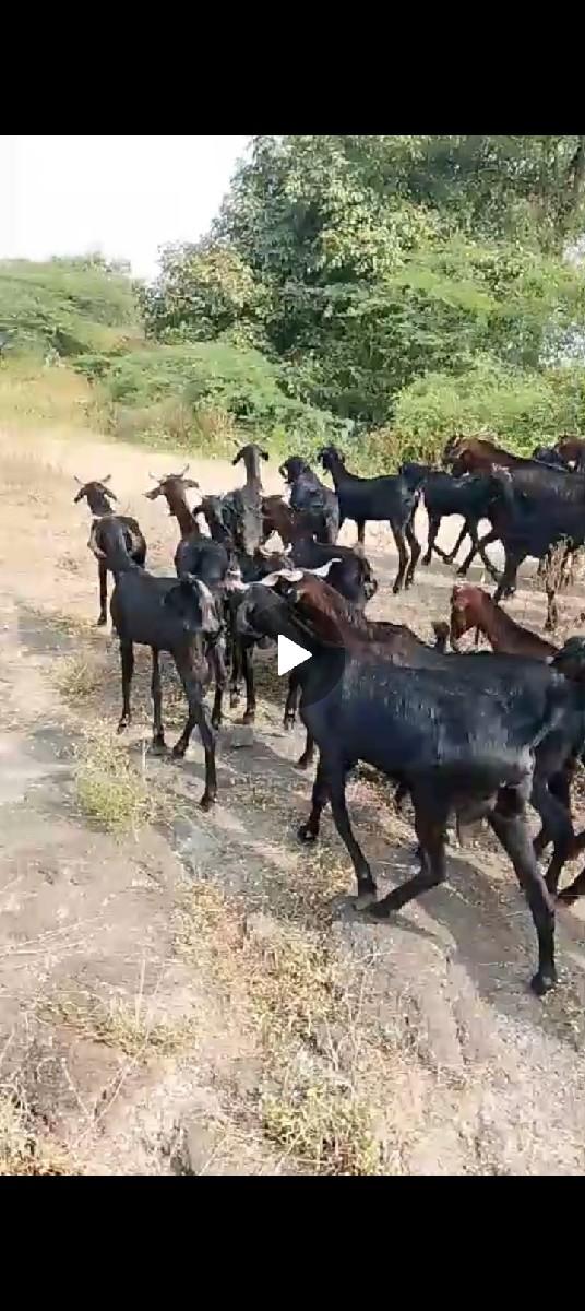 બકરાં વેચવાના છે