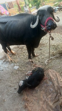 થંબનેલ 2