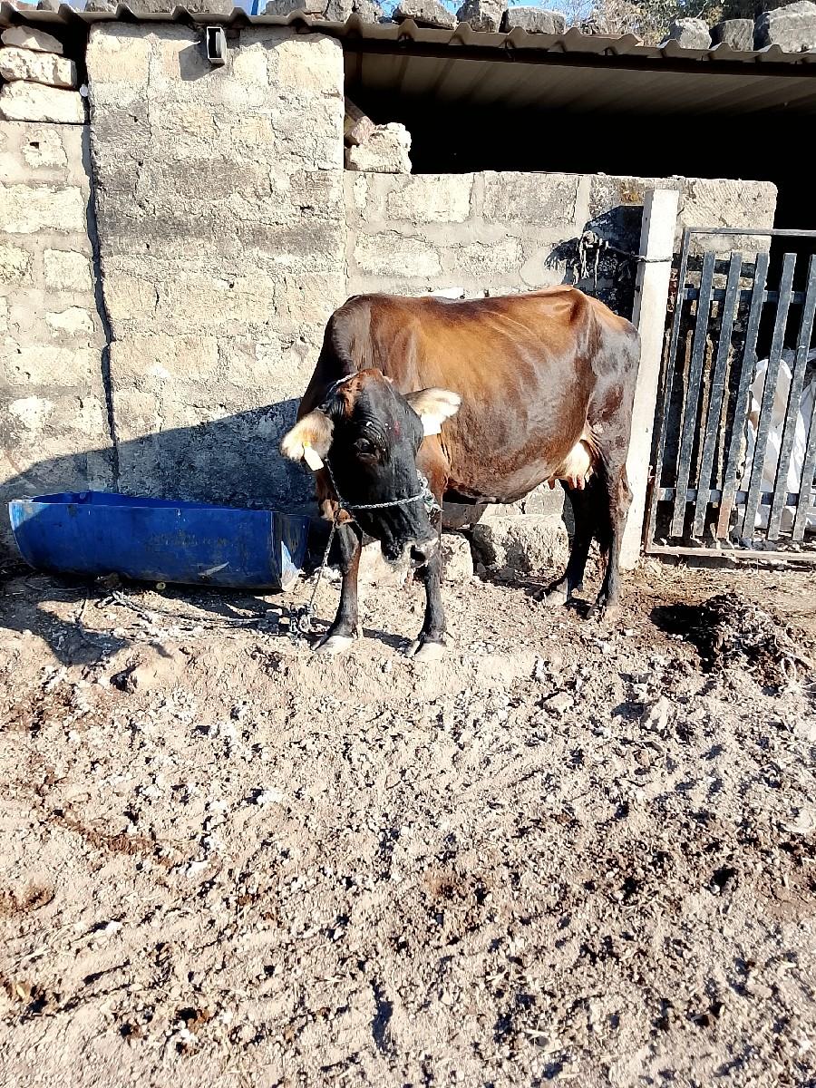 જર્સી ગાય વેસવા ની સે