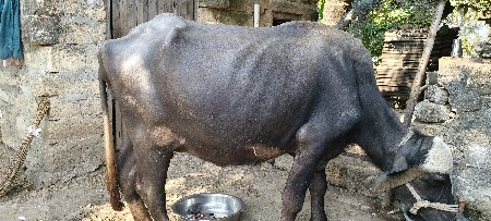 ભેંસ વેચવાની છે