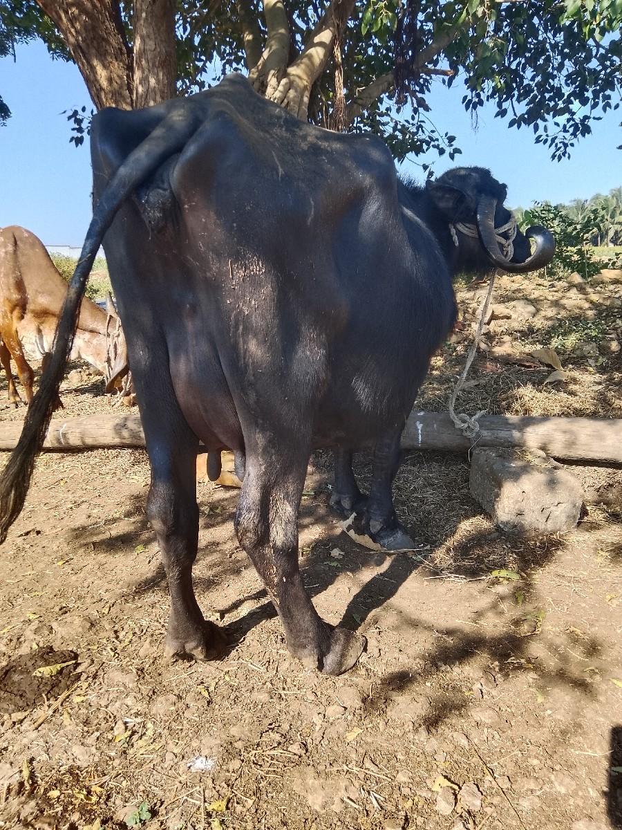 थंबनेल 2