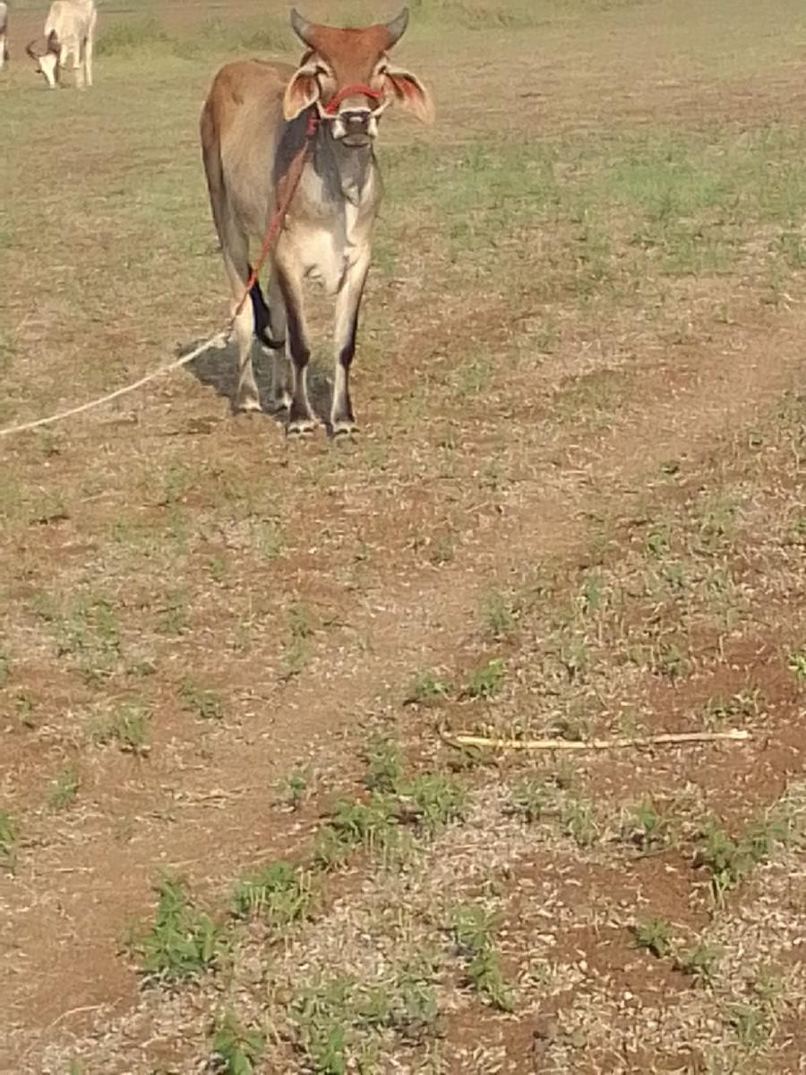 થંબનેલ 2