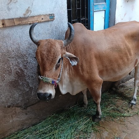 ગાય વેચવાની છે
