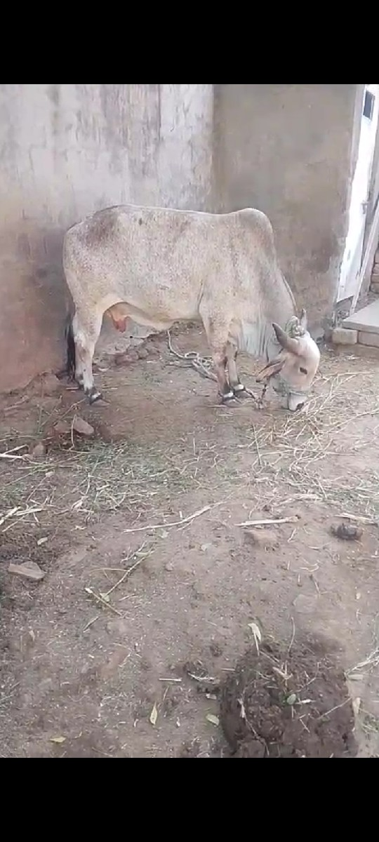 ગાય આપવાનીછેફીમા
