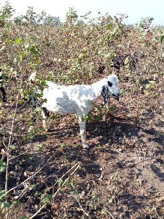 થંબનેલ 3