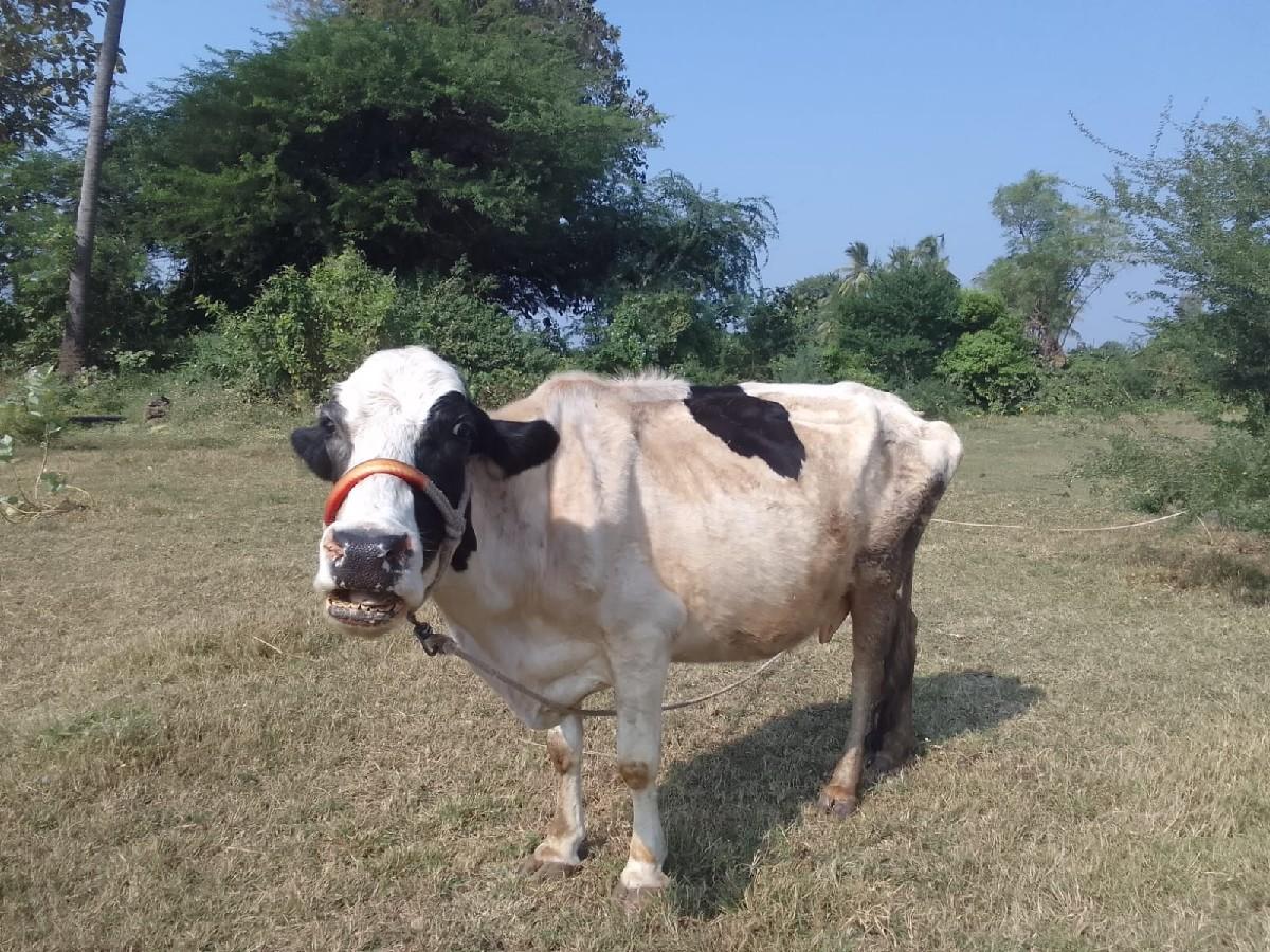 ગાય વેચવાની છે