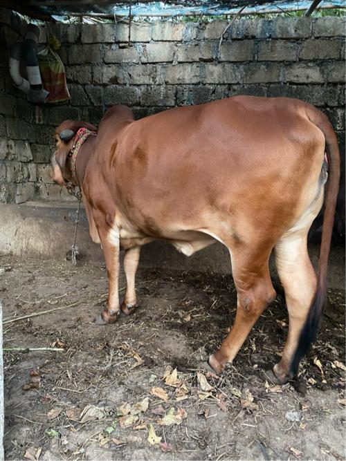 થંબનેલ 2