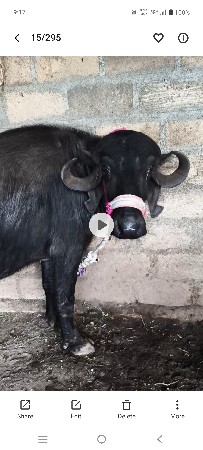 થંબનેલ 3