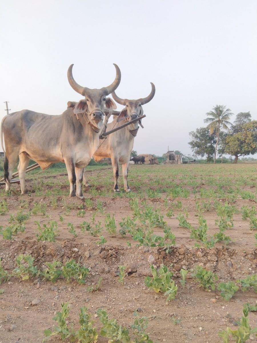 ગોઢલા વેચવાના છે