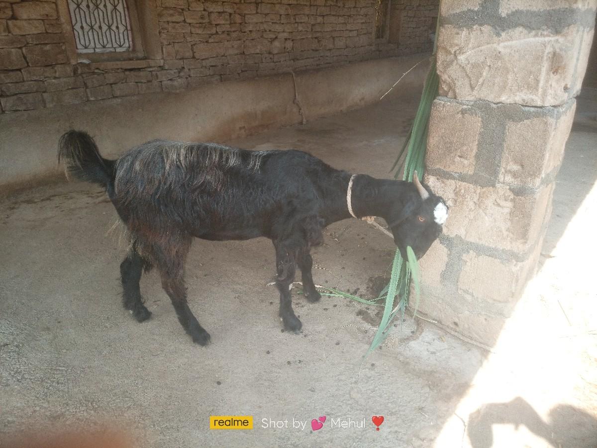 બકરી વેચવાની છે