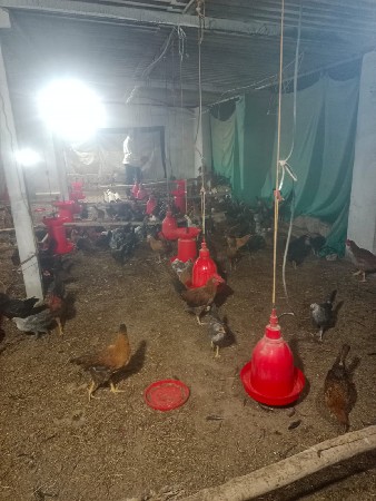 દેસી મરઘાં વેચવાના છે