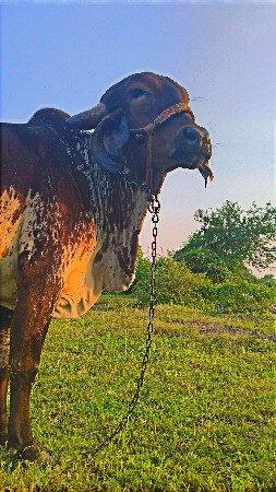 થંબનેલ 2