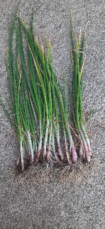 ડુંગળી નો રોપ