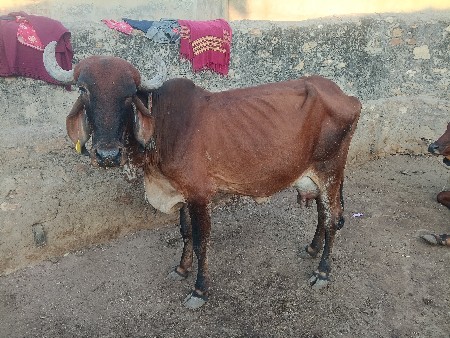 थंबनेल 3