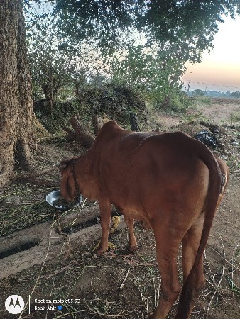 થંબનેલ 2